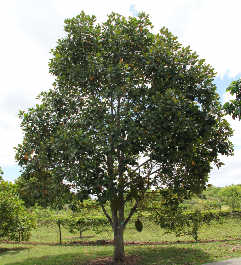 Artocarpus Heterophyllus