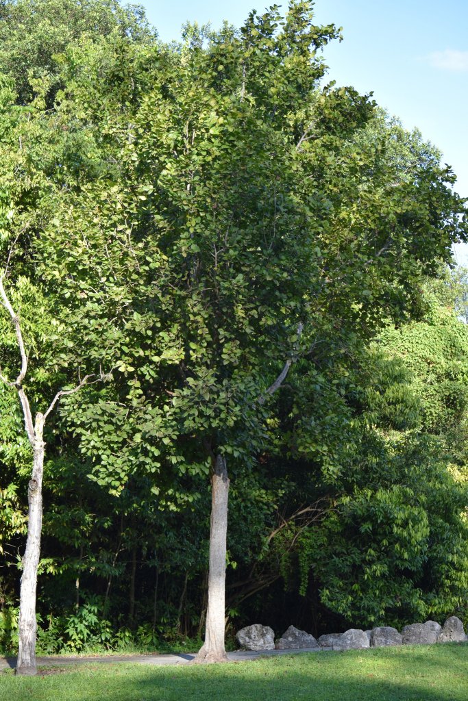 Coccoloba Diversifolia (Pigeon plum) Treeworld Wholesale