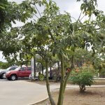 Pachira Glabra (French Peanut)