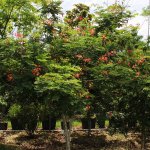 specimen-caesalpiniapulcherrima-dwarfpoinciana-TreeWorldWholesale