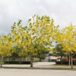 Specimen Cassia Fistula also known as Golden Shower Tree