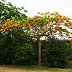 Specimen Peltophorum Dubium also known as Yellow Poinciana