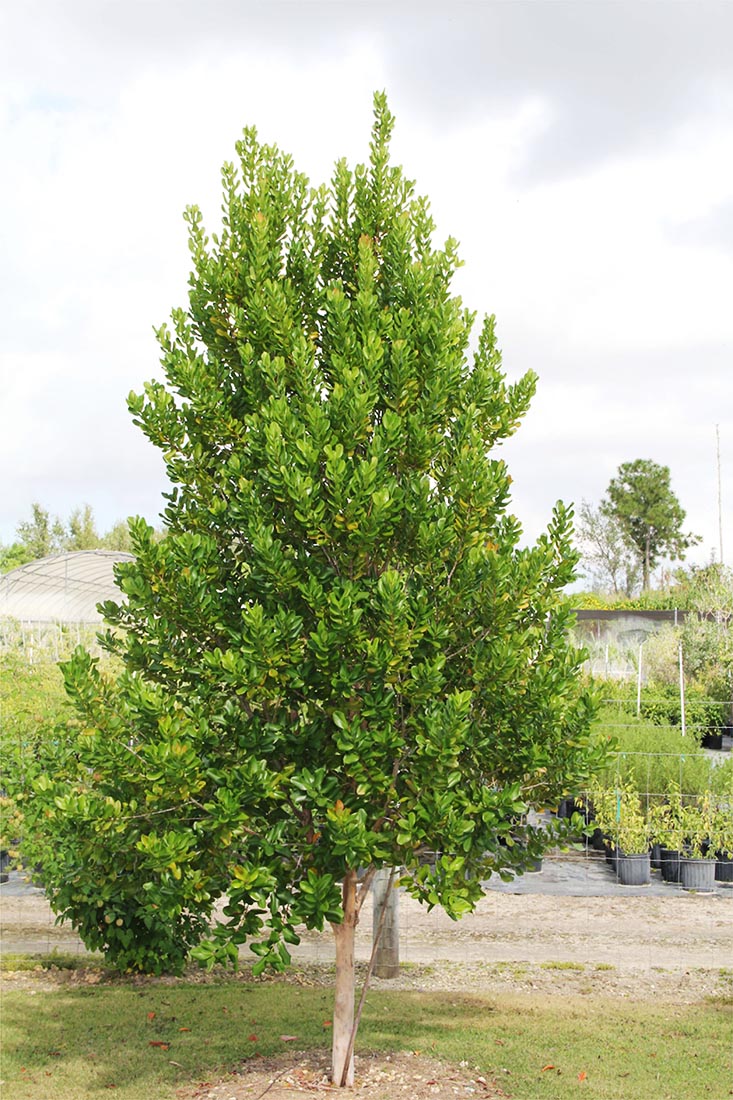 Pimento dioica