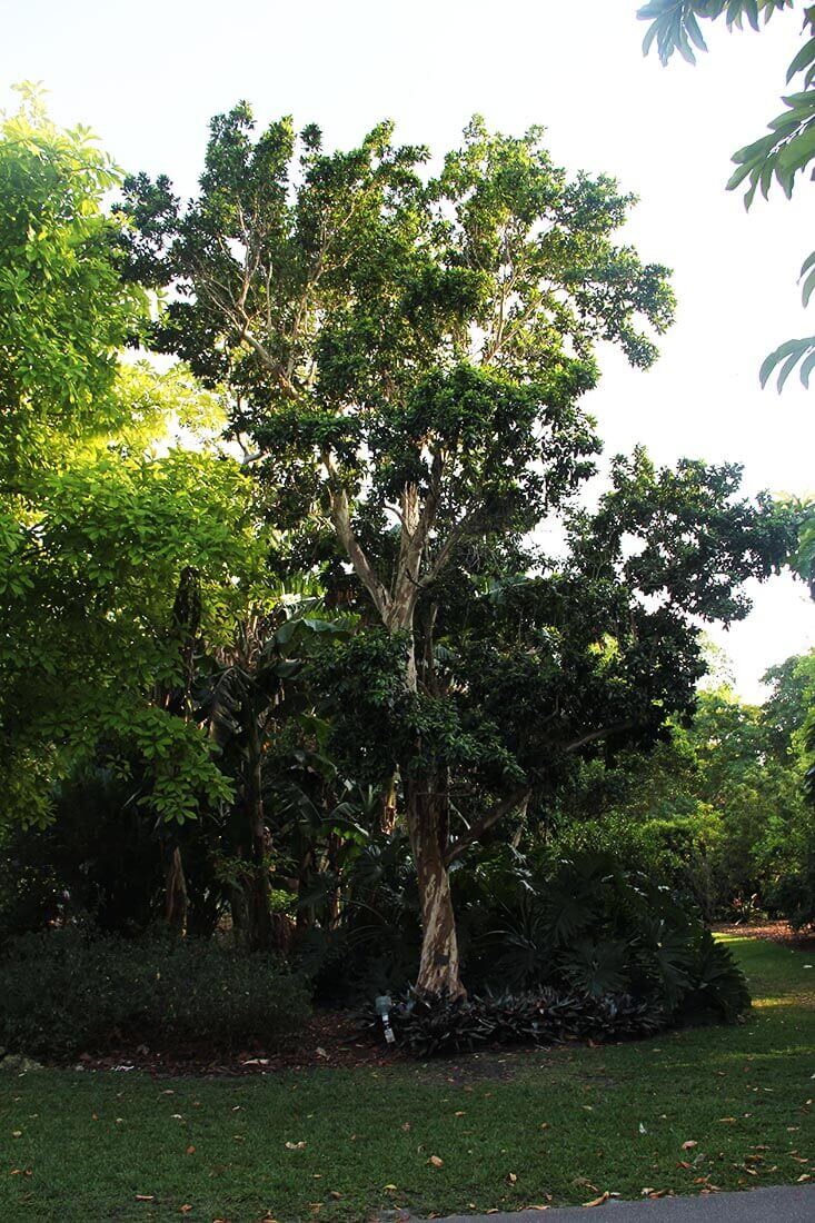 Pimenta Racemosa Bayrum Tree