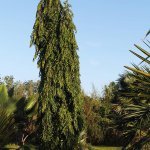 Specimen polyalthia longifolia - japanese fern tree