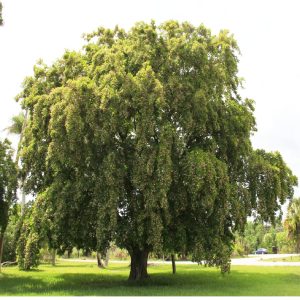 Pongamia Pinnata Tree For Sale | Treeworld Wholesale