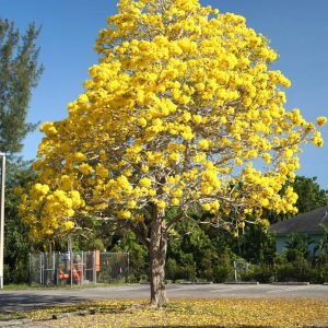 Tabebuia trees guayacan (Handroanthus guayacan)