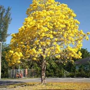 Tabebuia guayacan (Handroanthus guayacan)