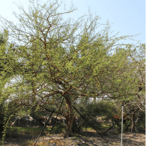 Acacia Seyal Specimen known as Red Acacia TreeWorld Wholesale