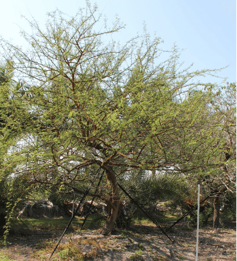 Acacia Seyal