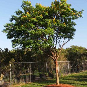 specimen_caesalpiniapeltopheroides-sebipira