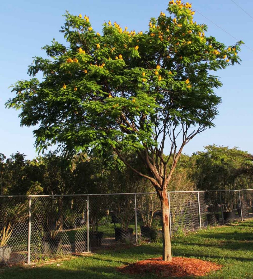 Caesalpinia Peltopheroides