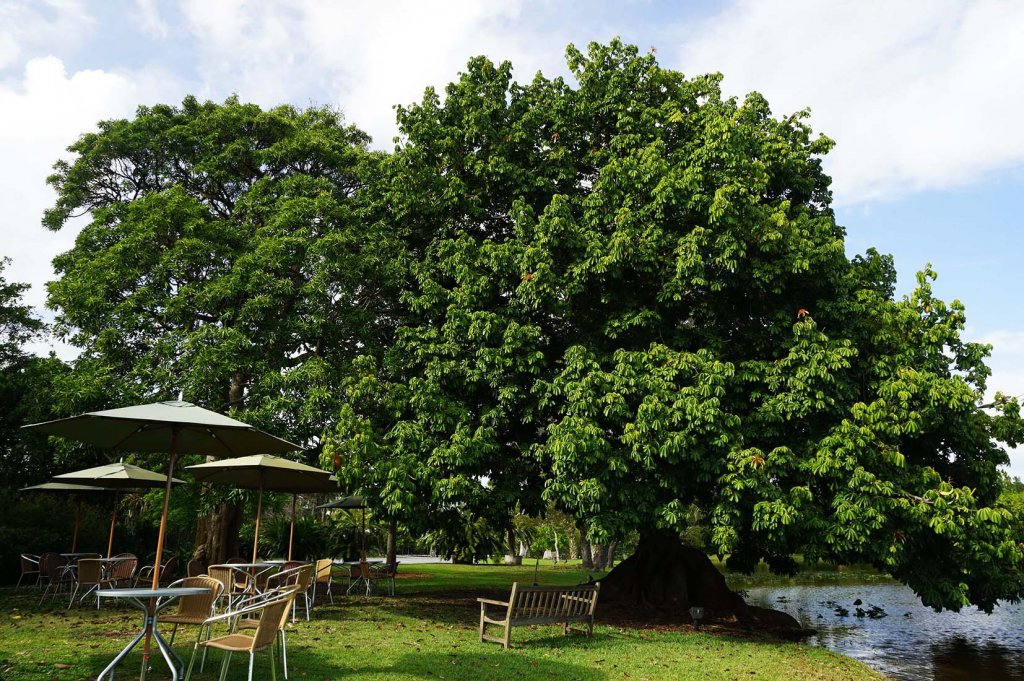 Ceiba Pentandra Specimen also known as Kapok. How trees affect air quality