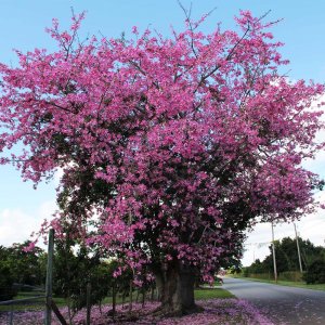 Silk floss tree for sale Florida