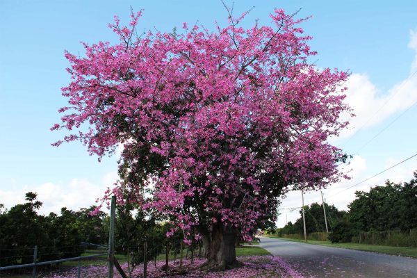 Chorisia Speciosa (Floss Silk)