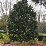 Bull bay magnolia tree for sale Florida