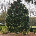 specimen_southern_magnolia