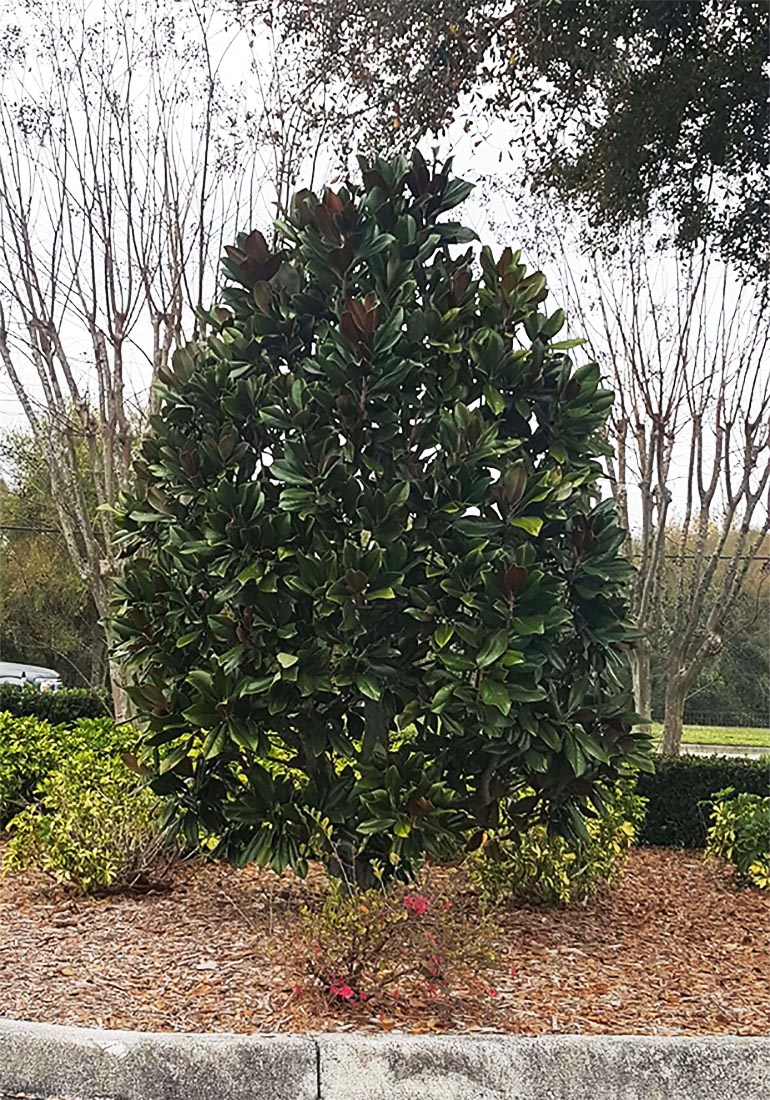 Magnolia Grandiflora