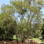 Acacia Farnesian aalso known as Sweet Acacia Specimen at TreeWorld Wholesale