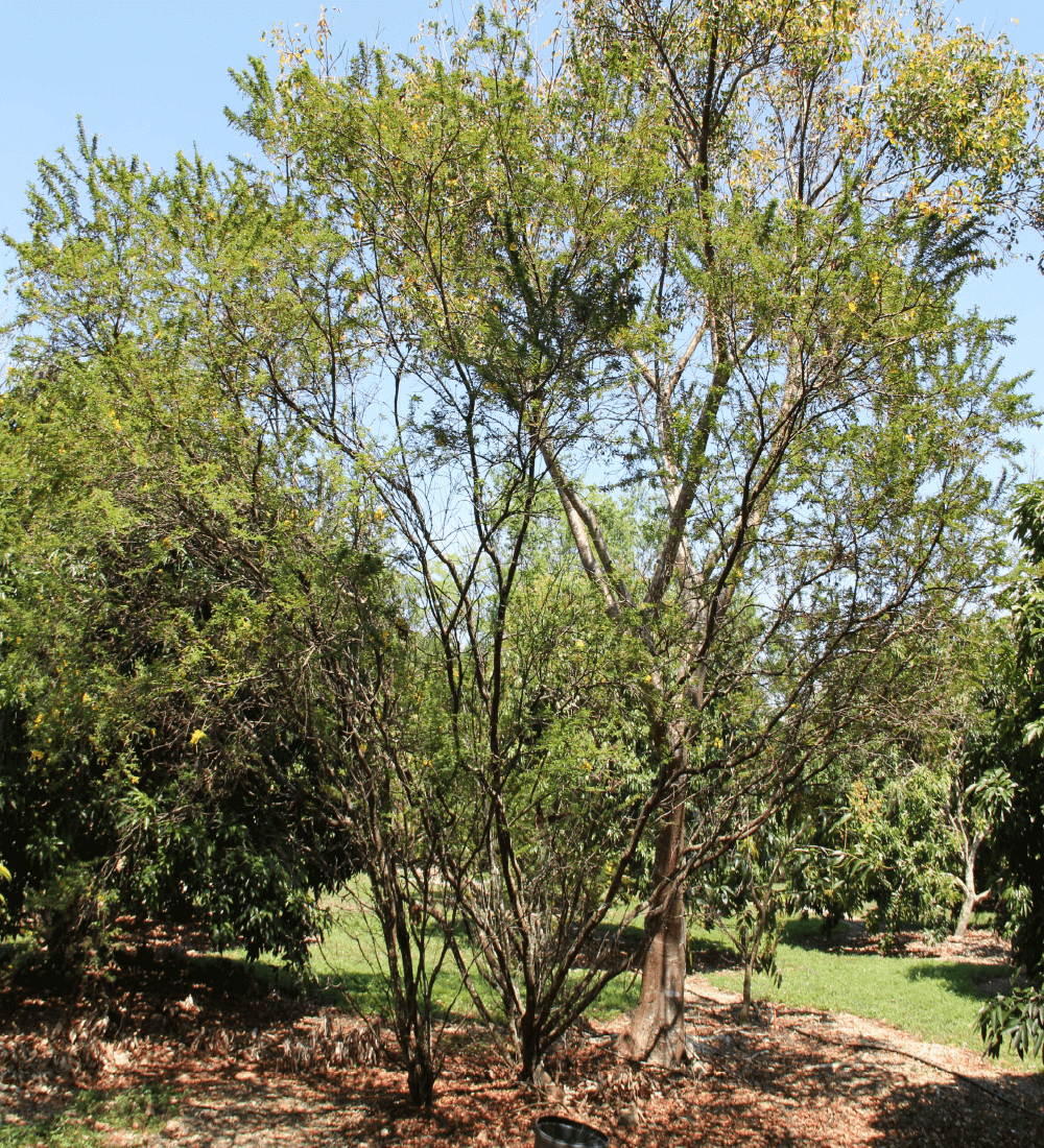 Acacia Farnesian aalso known as Sweet Acacia Specimen at TreeWorld Wholesale