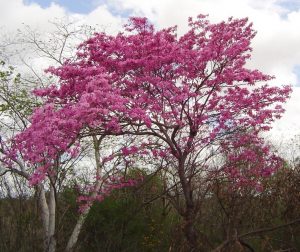 Tabebuia trees impetiginosa (Pink Ipe)