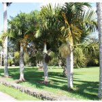 spindle palm specimen-row