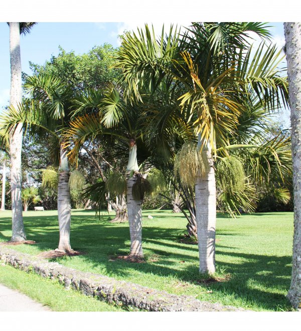 spindle palm specimen-row