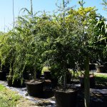 treerow2-poiteaflorida-wattapama at TreeWorld Wholesale