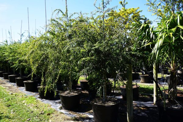 treerow2-poiteaflorida-wattapama at TreeWorld Wholesale