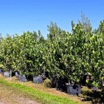 tree row cassia roxburghii known as red laburnum at Treeworld Wholesale