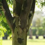 Components Of Trees trunk Caesalpiniaferrea known as Leopardtree at TreeWorld Wholesale