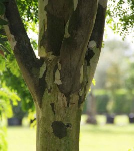 Components Of Trees trunk Caesalpiniaferrea known as Leopardtree at TreeWorld Wholesale