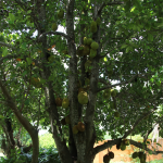 Trunk detail of a Jackfruit at TreeWord Wholesale