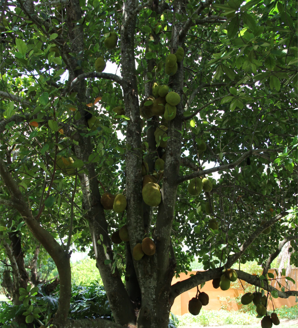 Artocarpus Heterophyllus Treeworld Wholesale