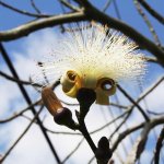 white shaving brush flower