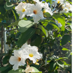 flowers cordia boissieri known as White Geiger at Treeworld Wholesale