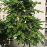 Specimen Ylang Ylang tree for sale - Cananga Ordorata