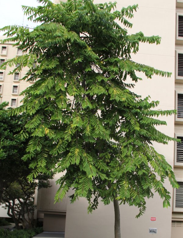 Specimen Ylang Ylang tree for sale - Cananga Ordorata