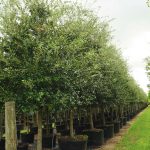 Quercus Virginiana (Southern live oak) weeds in trees 100 gal -Quercus virginiana