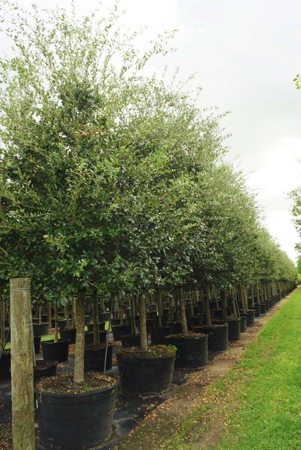 Quercus Virginiana (Southern live oak) weeds in trees 100 gal -Quercus virginiana