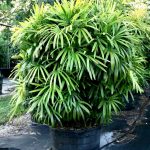 100Gal - Rhapis excelsa (Lady Palm) tree for sale Florida