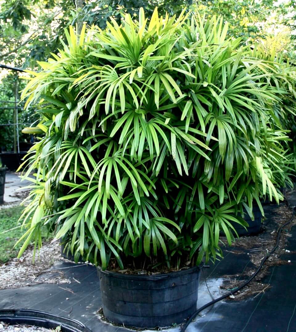 houseplants Variegated Lady Palm tropical plants Rhapis Excelsa rare plants Lady Palm variegated plants indoor plants