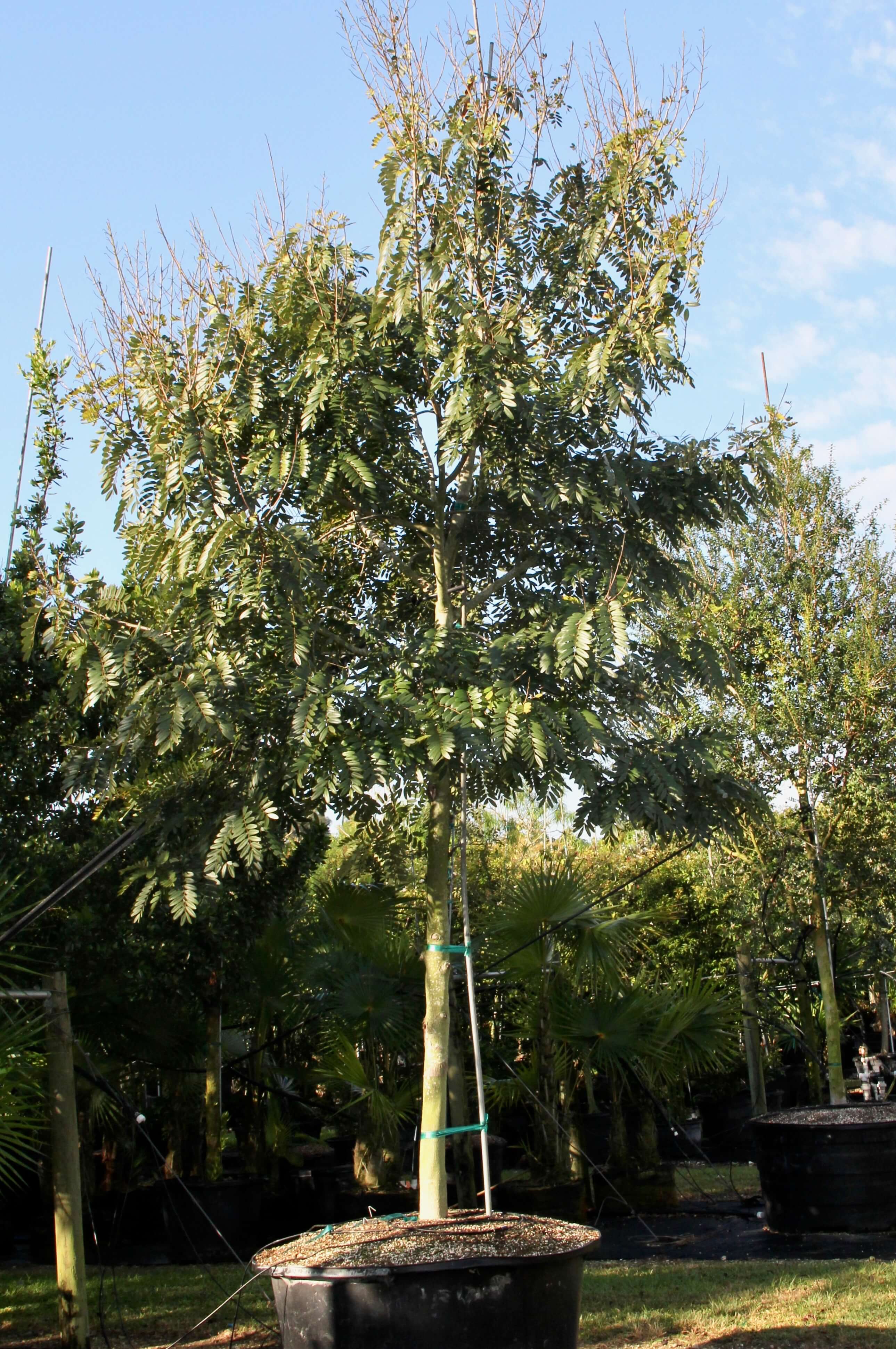 Senna siamea (Kassod Tree) - 100 gal