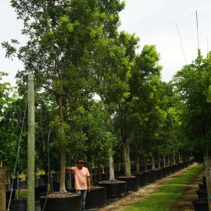 Swietenia mahagoni (West-Indies Mahogany)