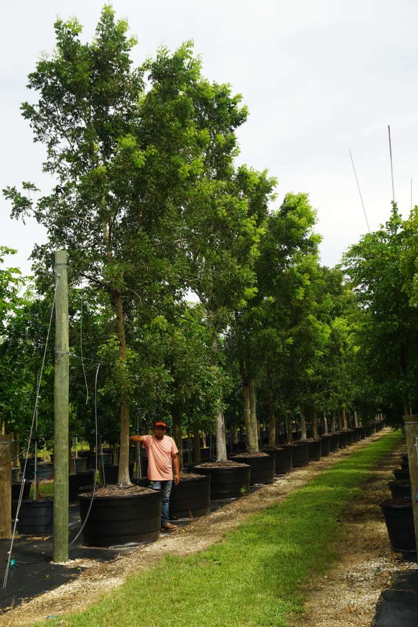 Swietenia mahagoni (West-Indies Mahogany)