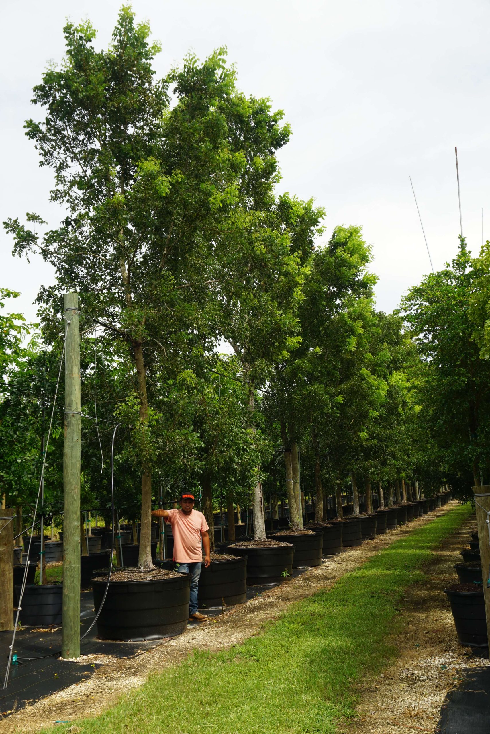 Swietenia mahagoni Treeworld Wholesale