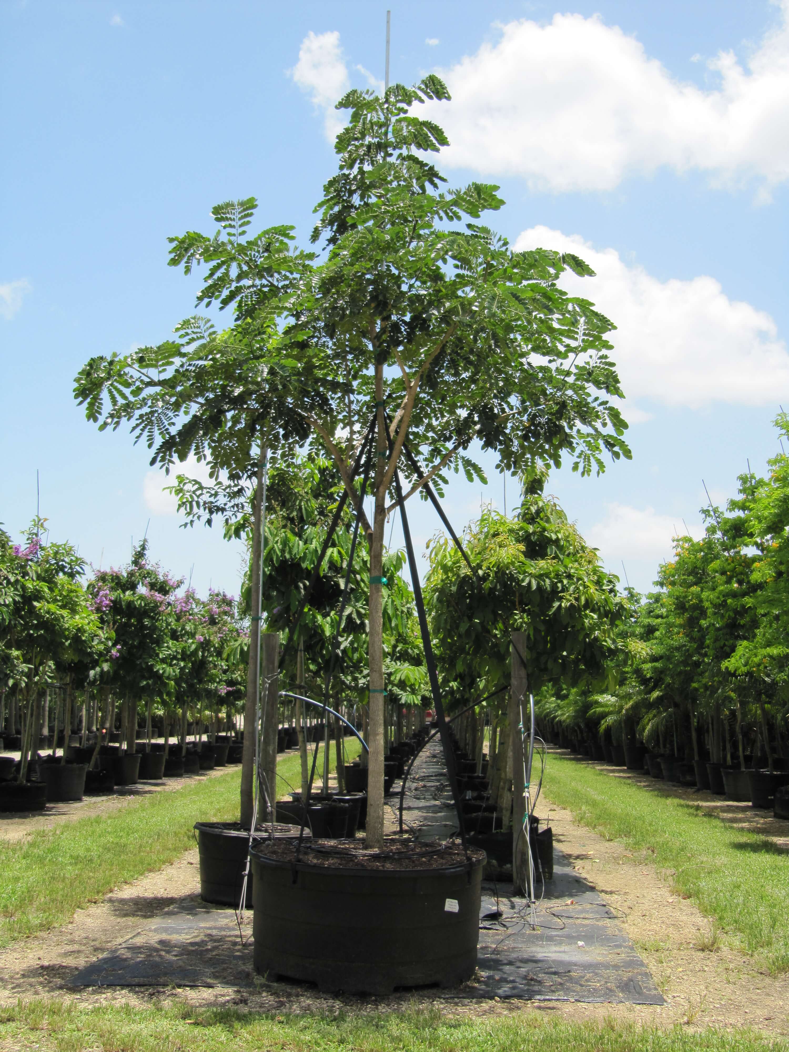 uses of trees Samanea saman (syn. Albizia saman)