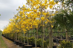 Year Long Trees Tabebuia Chrysotricha