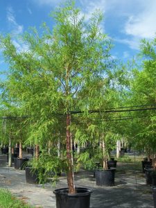  100 gal -Queweeds in trees taxodium Distichum (Bald Cypress)a