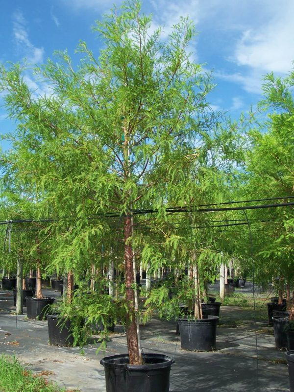 100 gal -Quercus virginiana